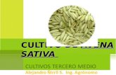 Cultivo de Avena sativa.ppt