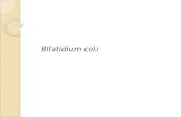 4 Balantidium Coli