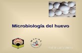 Microbiologia Huevo