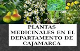 Plantas Medicinales en El Departamento de Cajamarca