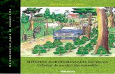 Sistema Agroforestales en Selva
