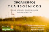 Organismos transg©nicos