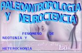 Paleoantropología y Neurociencia. Fenómeno de Neotenia y Heterocronia