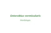 Enterobius vermicularis y Trichinella Spiralis