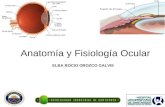 Anatomia y Fisiologia Ocular OftalmoanestesiaUIS