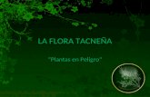 La Flora TacneñA