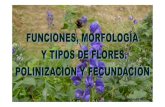 Funciones morfologia y tipos de flores-polinizacion