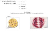 Embriologia Eliana 2