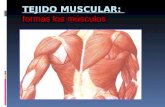 Muscular Lugo