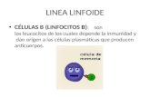 Linea linfoide