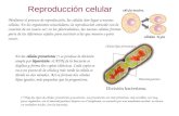 Reproduccion celular - Parte 1