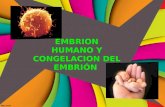 embrion humano y su congelación