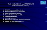 T15 - Del adn a las proteínas (expresión génica).