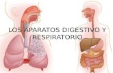 Aparatos Digestivo y Respiratorio 3D ESO