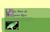 Las  Aves De  Puerto Rico1