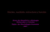 Núcleo, nucléolo estructura y función