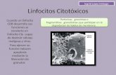 Linfocitos citotóxicos