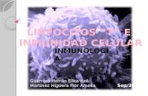 10. Linfocitos t e inmunidad celular (12 sep-2013)