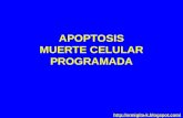Apoptosis Y Ciclo Celular