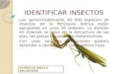 Identificar insectos