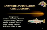 Anatomia y fisiologia circulatoria en peces