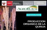 Proyecto Produccion Quinua OrgáNica