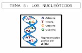 Tema 5 acidos nucleicos