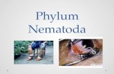 Phylum nematoda
