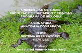 Sistema  Respiratorio En  Reptiles.