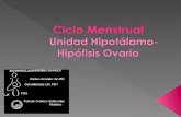 Ciclo menstrual eje hipotalamo hipofisiario gonadal