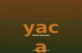 Yaca (por: carlitosrangel)
