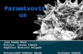Paramixovirus y ortomixovirus