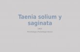 Taenia solium y saginata