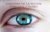 Anatomia de la region órbitaria y globo ocular