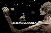 Musculos del Abdomen