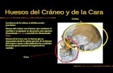Huesos Del CráNeo Y De La Cara