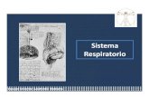 Anatomia Sistema respiratorio
