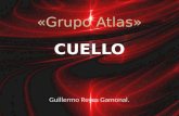 Anatomia Cuello Parietal Grupo Atlas