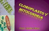 Cloroplastos y Mitocondrias
