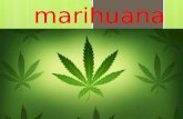 Presentación marihuana