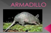 Armadillo - Franco