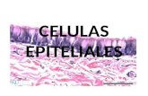 Celulas epiteliales