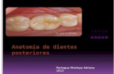 Anatomía de dientes posteriores