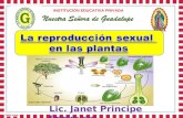 Reproduccion sexual en las plantas