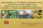 Manejo de Banano Orgánico en la zona de Piura
