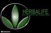 Herbalife Distribuidor etapas desarrolloytiempo