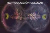 Tema 8 reproduccion celular