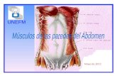 Musculos de las paredes del abdomen