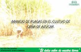 Plagas en el cultivo de caña de azúcar - Ecuador.
