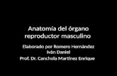 AnatomíA Del óRgano Reproductor Masculino